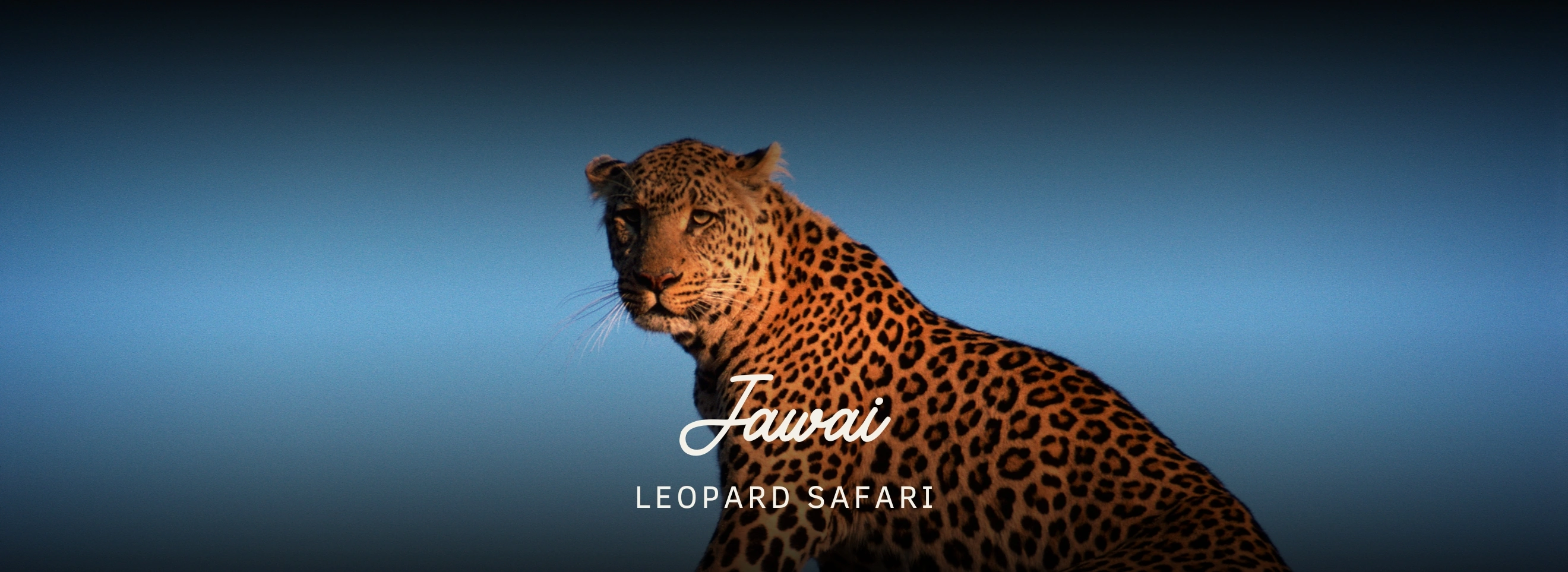 Discover Jawai Leopard Tour