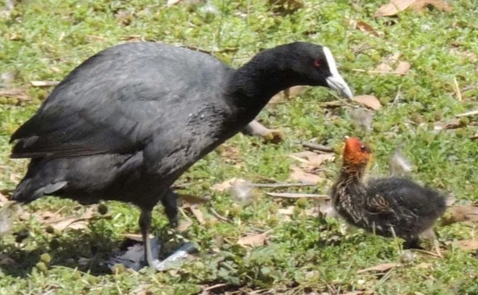 Mount Abu Wildlife Sanctuary