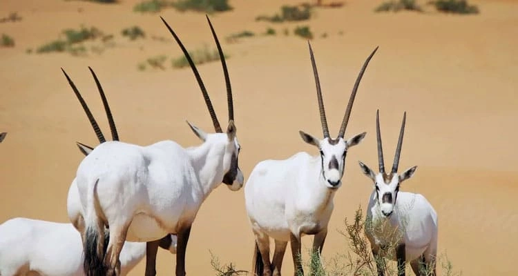 Desert National Park Jaisalmer