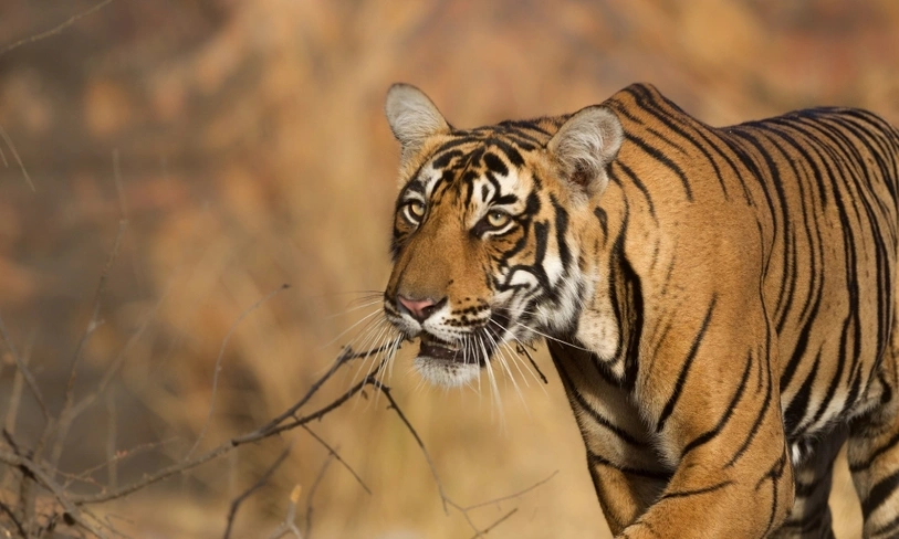 Ranthambore National Park