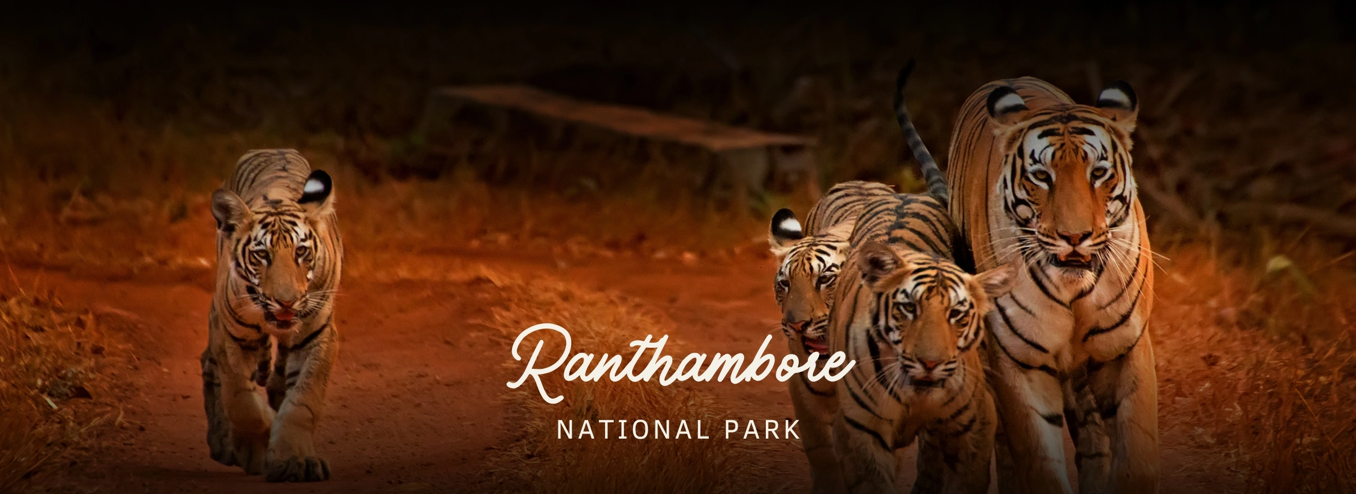 Discover Ranthambore