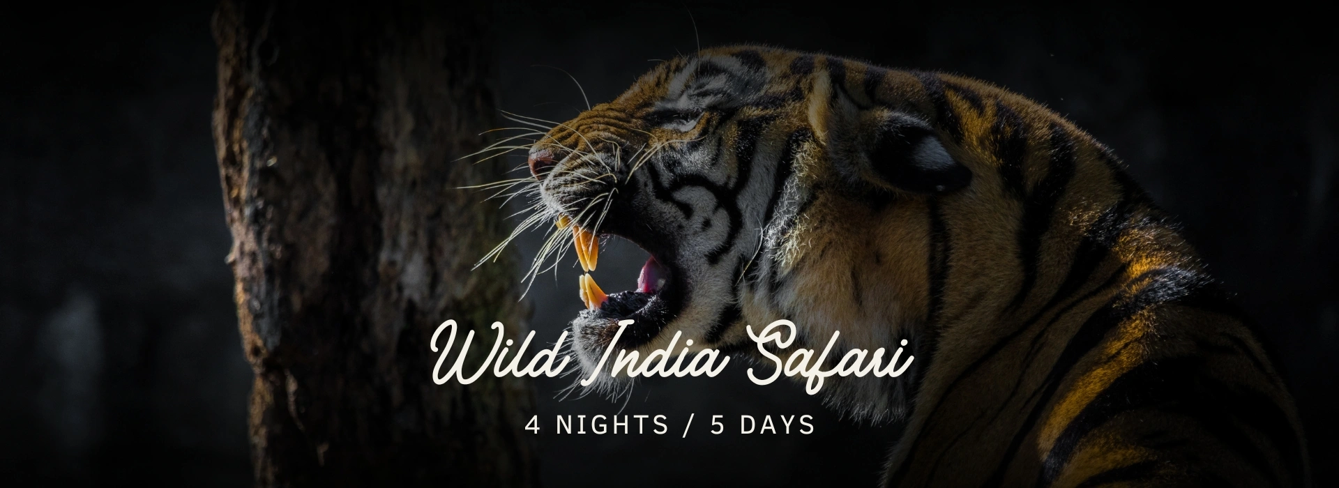 Wild India Safari